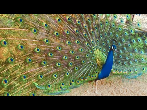 孔雀が羽を広げる瞬間 Peacock Opening  Feathers