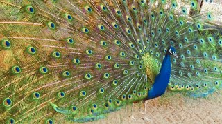 孔雀が羽を広げる瞬間 Peacock Opening  Feathers