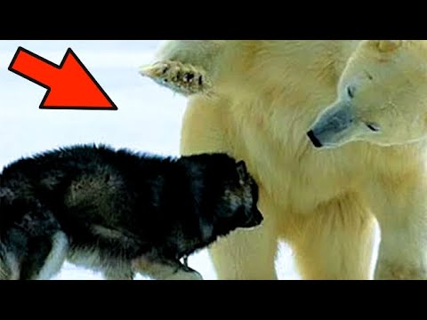 Video: Psi v snegu