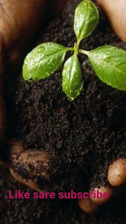 luck tunu tunu love  song