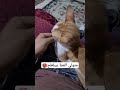 Catvideos متولي القط بيبلطج 
