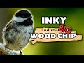 Big Wood Chips Give Inky the Chickadee a Hard Time in the Nest Box | Cute Bird Nest Behavior