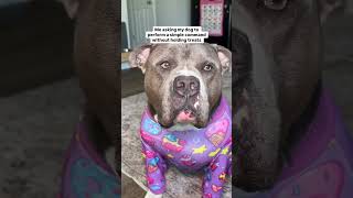 No treats- no tricks 😂 #dogs #pethumor #funnydog #bullybreed #humor Dog life, dog humor, dogs,