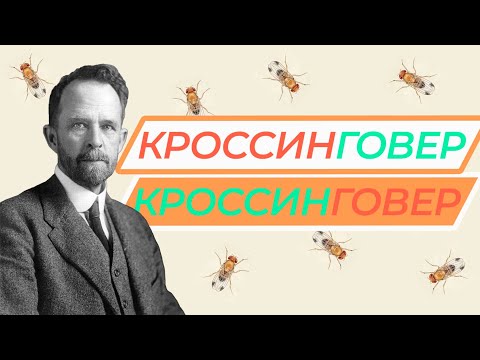 Кроссинговер — краткая теория для решения задач