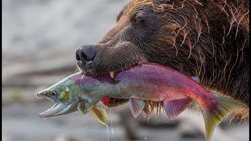 Bữa Tiệc Cá Hồi Của Gấu Nâu: Cuộc Sống Hoang Dã Ở Alaska - Thế giới động vật