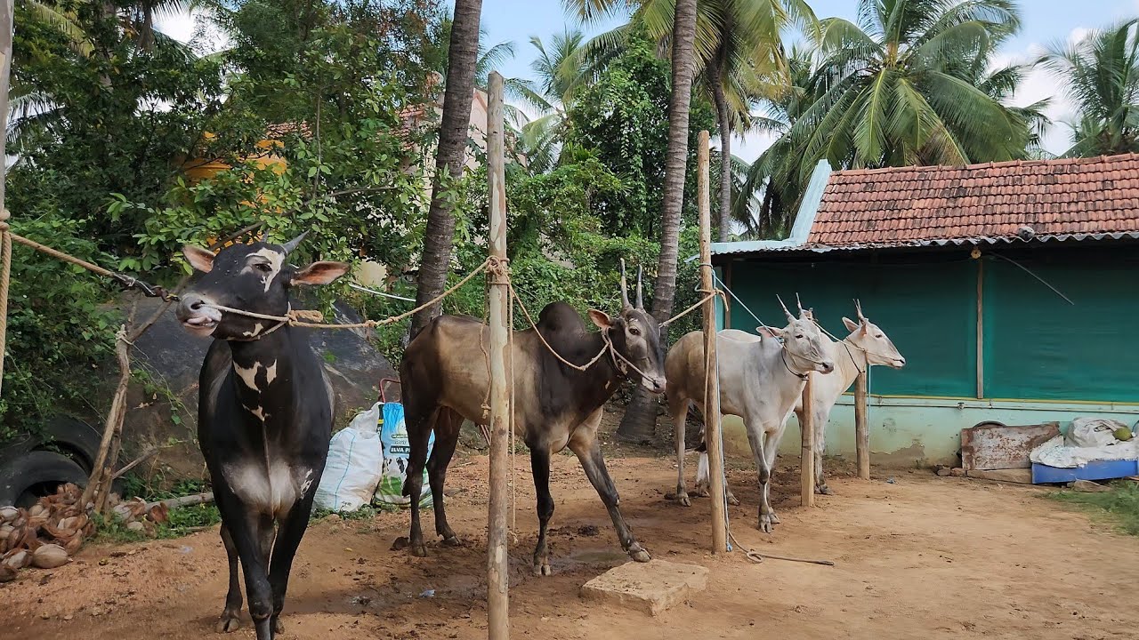 ಏಕಲವ್ಯ son ವಿರಾಜ್ ಹಳ್ಳಿಕರ್ ಬಿತ್ತನೆಹೋರಿ |hallikar bull son of ekalavya |ganahalu ramanagara#hallikar