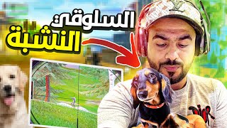 السلوقي النشبة  Fortnite