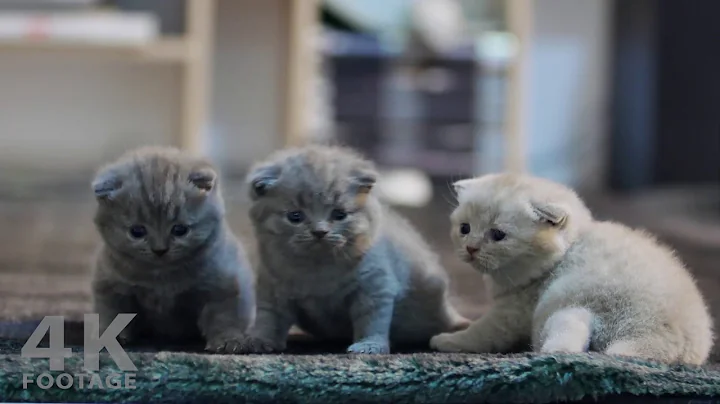 Video 708911: gray british shorthair kitten, british shorthair lilac kitten, kitten feeding, kittens 4k, kitten playing adorable, best kitten
