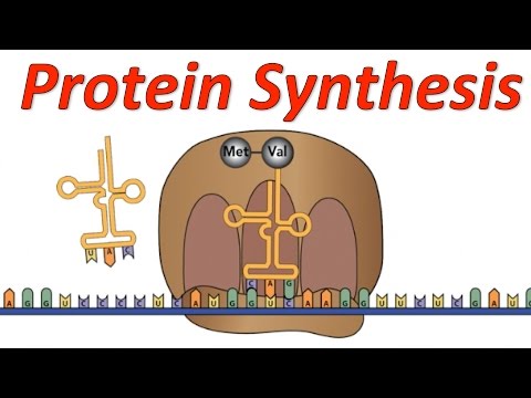 Video: Wat ontwikkel DNA in proteïensintese?