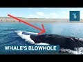 Whats actually inside a whales blowhole