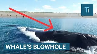 Here's what's actually inside a whale's blowhole