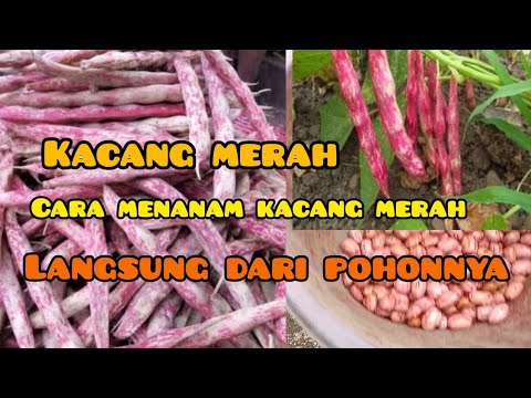Kacang Inul