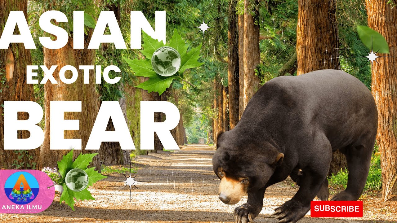 ASIAN EXOTIC BEAR