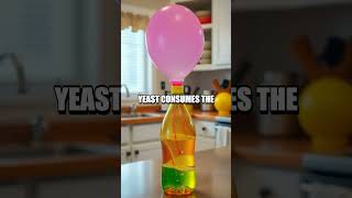 DIY Yeast and Sugar Balloon Experiment