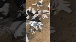 Fancy pigeons حمام زينة