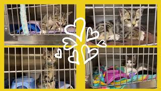 181 Cats at West Valley Humane Society