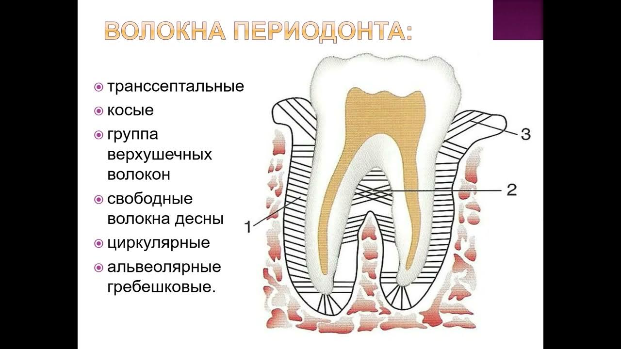 Особенности расположения волокон в разных отделах периодонта