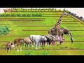 Animal speed race. Fenced grassland field course! | Animal Revolt Battle Simulator
