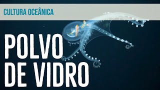 CRIATURAS BIZARRAS: Um encontro com o raríssimo Polvo-de-Vidro no oceano profundo
