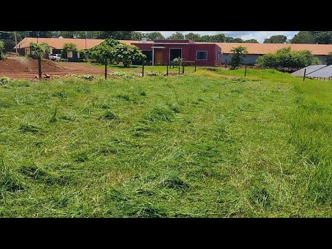 Fazendo feno do jeito "simprão"... parte 1 corte.