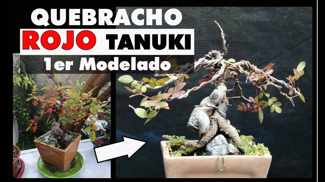 QUEBRACHO ROJO (Soto) TANUKI primer alambrado y modelado