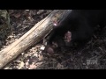 Dangerous and Deadly: Tassie Devils