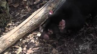 Dangerous and Deadly: Tassie Devils