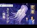 【密着】春を告げるカミクラゲ‼ 採集から展示までをダイジェストでお届け!【サンシャイン水族館】