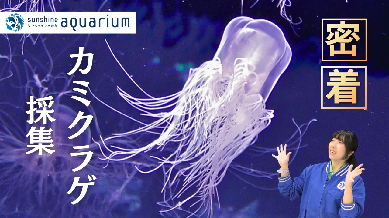 くらげ Close-up] The jellyfish heralds the arrival of spring! A digest of