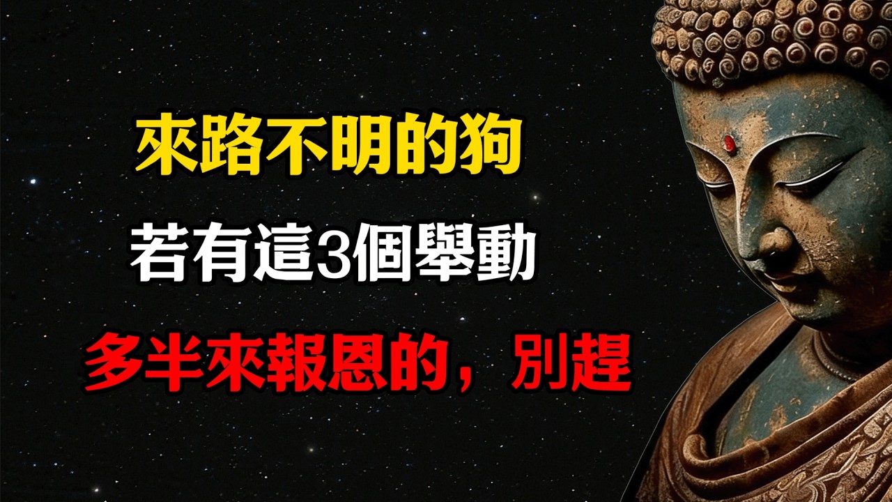 民间高人点醒：来路不明的狗若有这3个举动，多半来报恩的，别赶  #佛學 #佛法 #佛教 #禅悟佛心 #因果報應 #傳統文化 #佛教文化 #修心修行