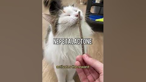 Neat Cat Fact ~ Silvervine