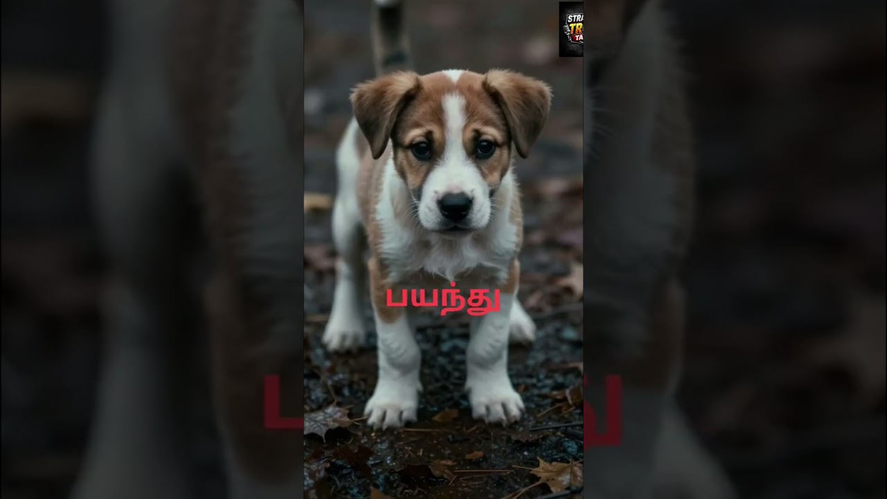 Wait for the end... Heart Melting Moment! 😍"