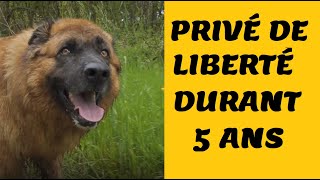 PRIVÉ DE LIBERTÉ DURANT 5 ANS  CHIEN LA SERRA DA ESTRELA