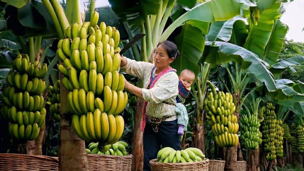 Harvesting Giant Green Banana Bunches and Taking Them to the Market to Sell, Cooking with Family