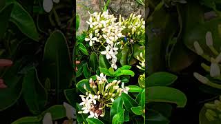 mi Home 🏡 gardn 🏡 Flwor💐