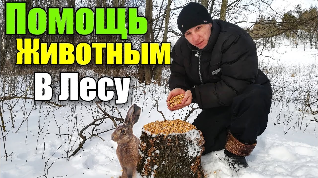 Помогайте в лесу животным. Помогайте в лесу животным. Забота о лесных животных зимой. Белочка. Зимняя подкормка диких животных зимой.