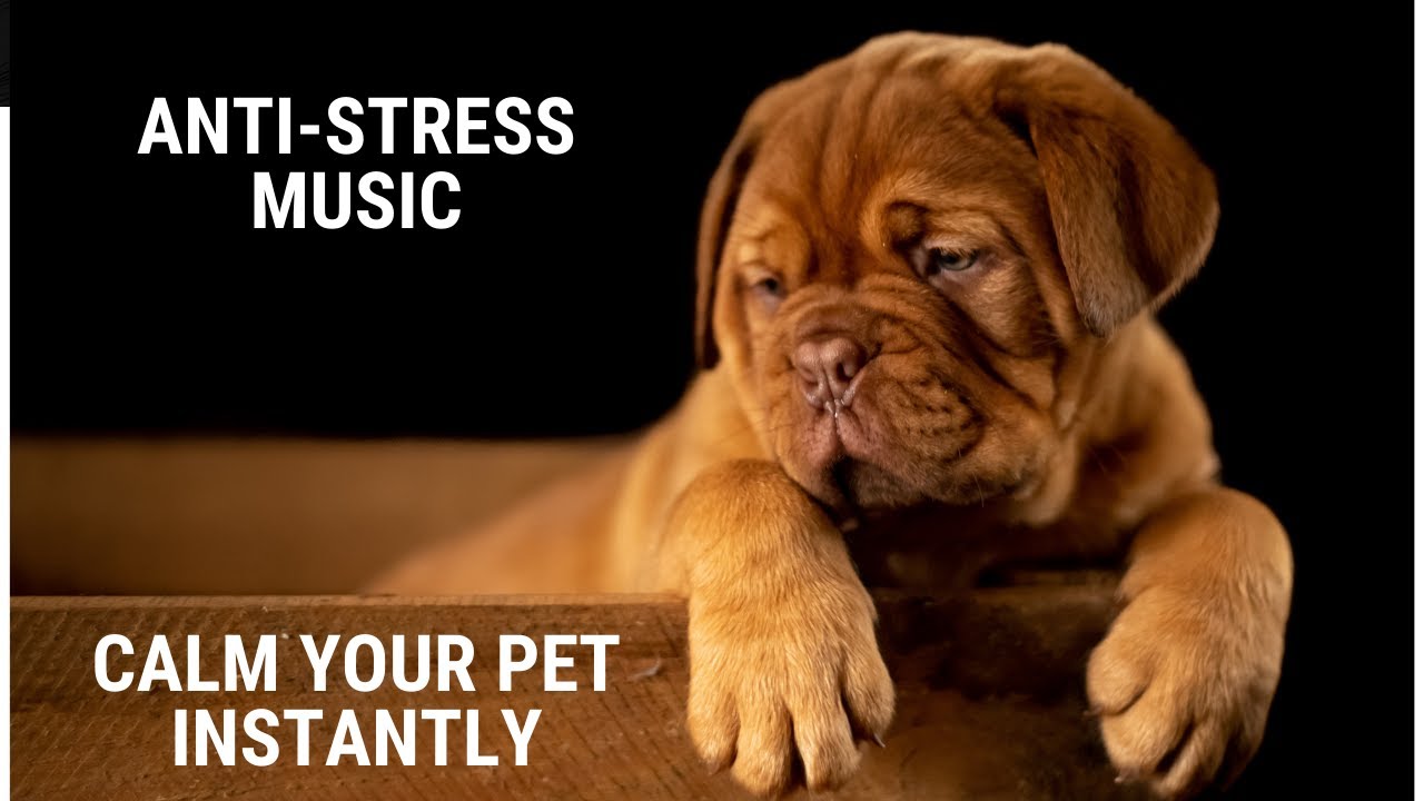 Calming Music For Puppies With Anxiety Soothing Lullabies For Anxious calming-music-for-puppies-with-anxiety-soothing-lullabies-for-anxious
