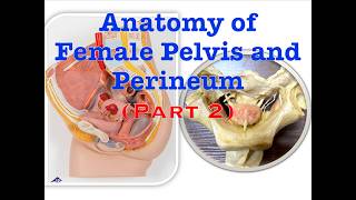 Anatomy Lab of Female Pelvis and Perineum (Part 2)