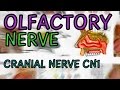 Anatomy - Cranial Nerves - Olfactory Nerve CN1 - Cranial Nerve - OLFACTION
