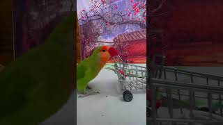 Bird Training  Smart Lovebird Parrot  Smart Little Cute Parrot #Training #Smartparrot #Cute