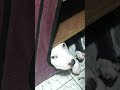 #pets #pitbull #dentrodasapateira#foi descansar #cachorro #cachorrosdivertidos