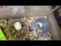 chuột hamster đẻ con