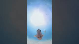 Diving. diving. Rest in nature. Water world under water. #diving #video #music #waterworld