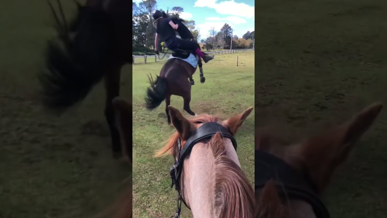 Owner 2 Who IS That Diva Horse Equestrian Riding