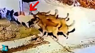 Глаза Не Верят, Но Эти Случаи с Животными Сняли На Камеру