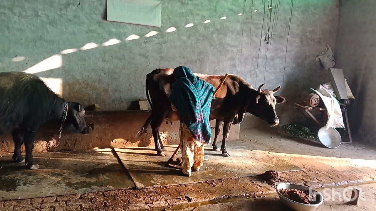 🌺winter Village Morning Routine🌅सुबह 5:00​ बजे से शुरू हो जाते है ये सारे काम 🌺🌺