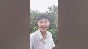 Ăn Tận Vườn Vải Thiều Lục Ngạn Bắc Giang - Ngọt Như Đường