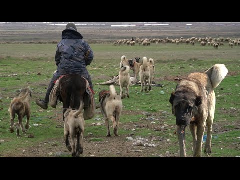 ORMANA GİTTİ GÖZÜ KÖR DÖNDÜ ! 17 KÖPEĞİN LİDERİ KURT BOĞAN ÇOBAN KÖPEĞİ YILMAZ VE EKİBİ, KANGAL KURT