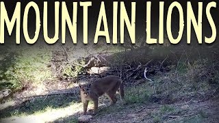 Mountain Lion Safety Tips