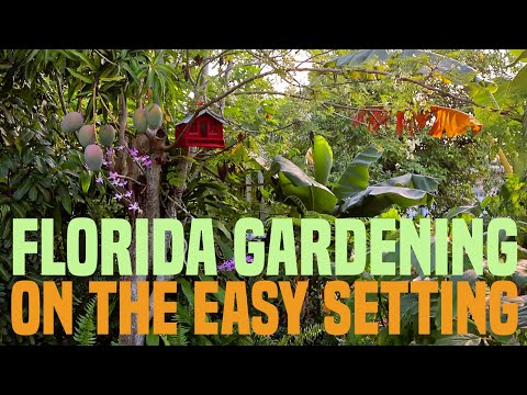 Vídeo: Florida Arrowroot Info: aprèn a cultivar plantes Zamia Coontie